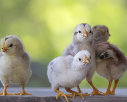 4 yellow baby chicks on wood floor behind natural blurred background