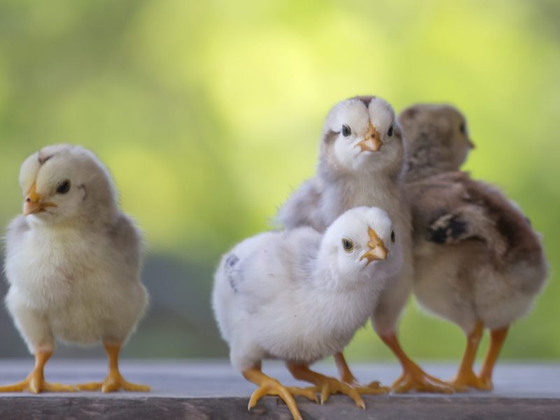 4 yellow baby chicks on wood floor behind natural blurred background